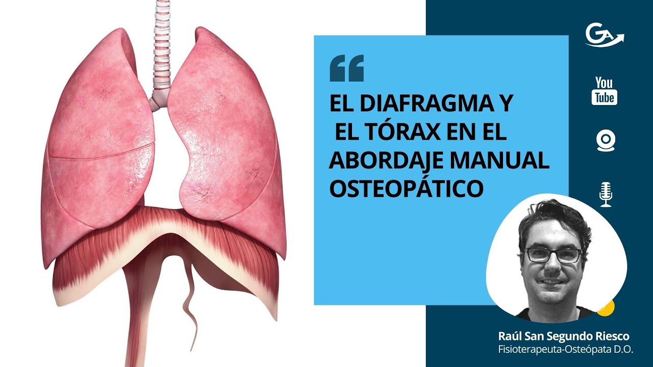 El diafragma y el tórax en el abordaje manual osteopático