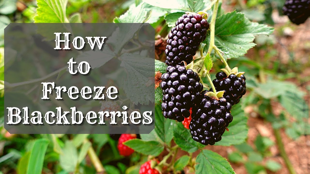 How To Freeze Blackberries | Freezing Blackberries