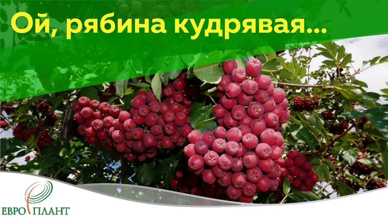 Сорта рябины со сладкими ягодами