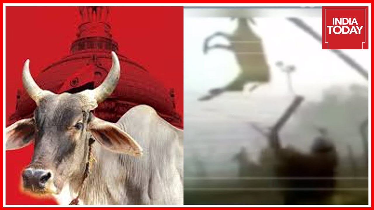 Special Report On Cow Smuggling From India To Bangladesh