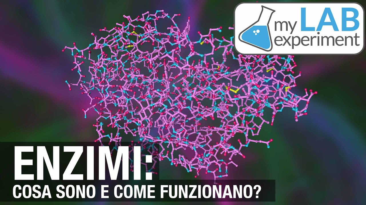 ENZIMI: cosa sono e come funzionano?