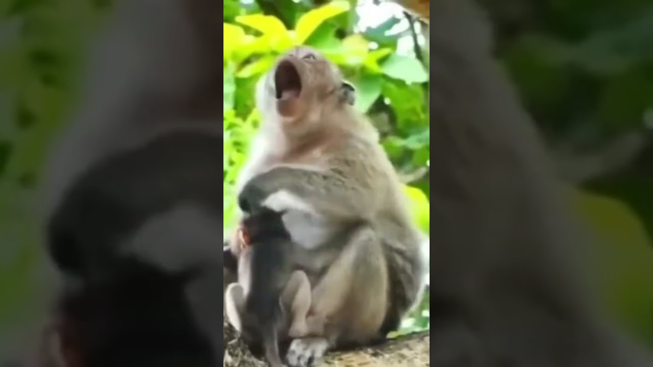 Monkey species: The mother monkey prevented her baby from nursing, but that was too violent.