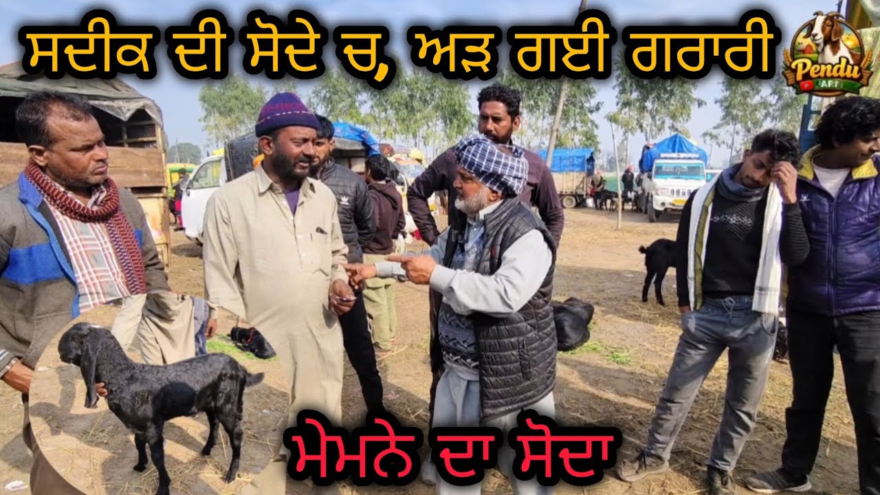 ਸਦੀਕ ਦੀ ਸੌਦੇ ਚ, ਅੜ ਗਈ ਗਰਾਰੀ Mullanpur Bakra Mandi #live_sauda #goatfarm #rajudirba #dairyfarm #raju 