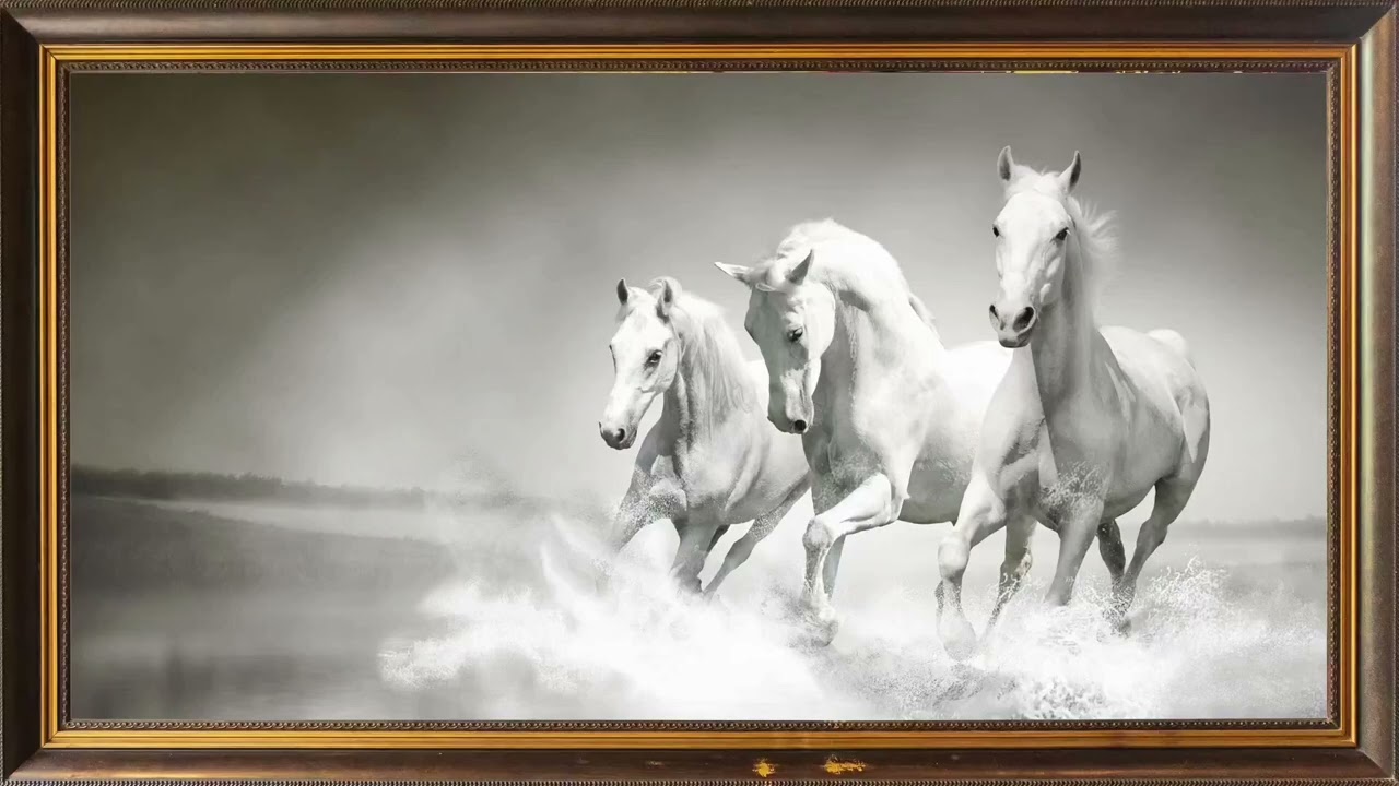 	سكون الخيول Horses in Silence