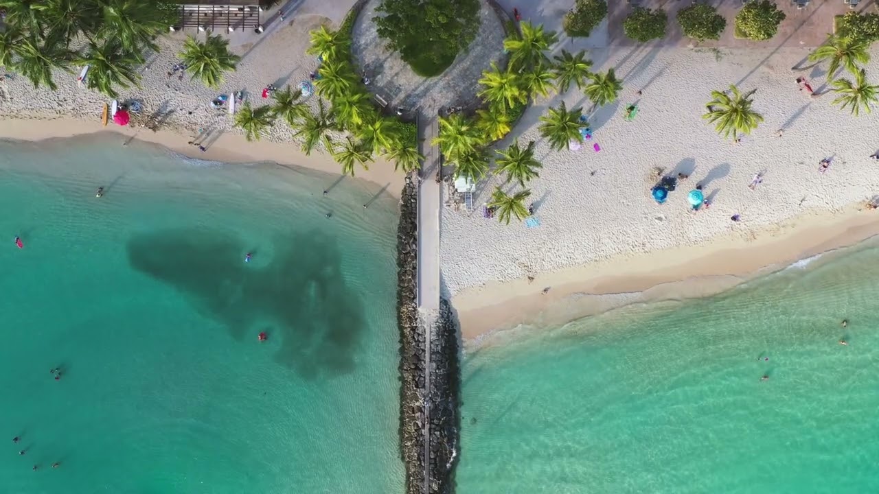 Tropical Reggae & Palm Trees | 50 minutes Study Music 
