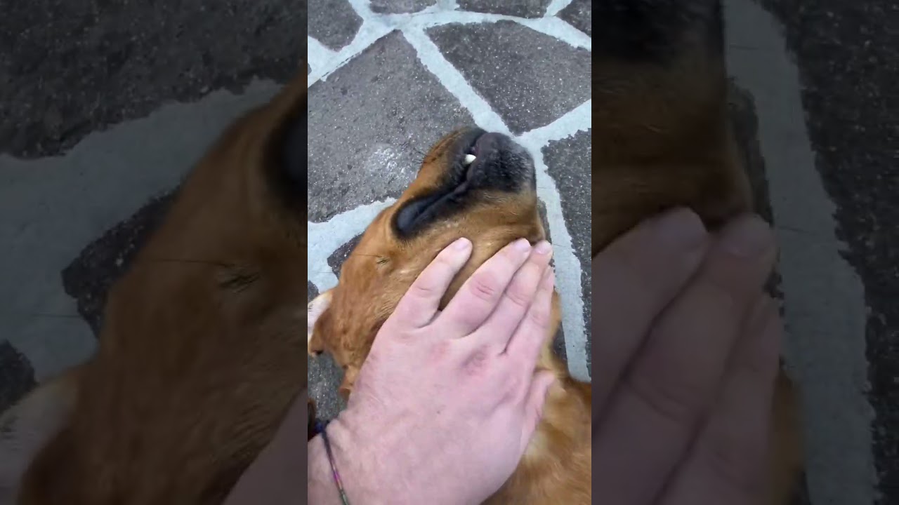 Grande e grosso ma un gran coccolone 🐶🐾 