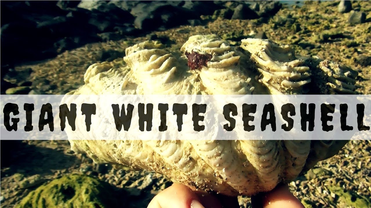 The receding tide revealed many giant seashells
