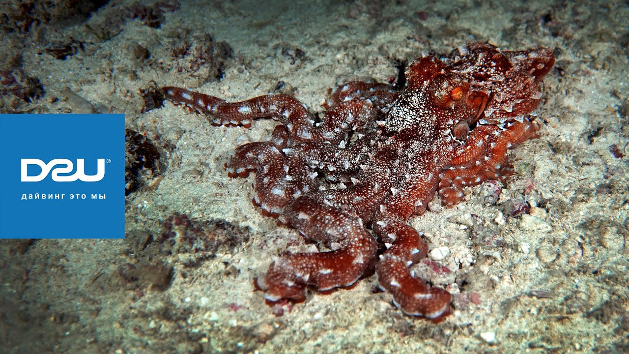 D2U club - Дайвинг на Занзибаре - Ночной осьминог Callistoctopus Macropus