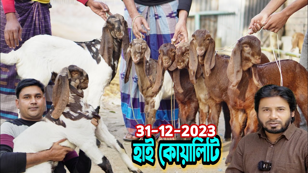 উন্নত মানের তোতাপুরী হরিয়ানা বিটল ক্রস বাচ্চার দাম জানুন #trending #goat