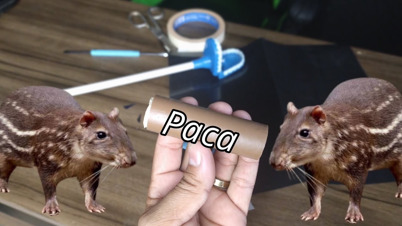 #Paca COMO FAZER CHAMA PRA ATRAIR PACA EM PVC