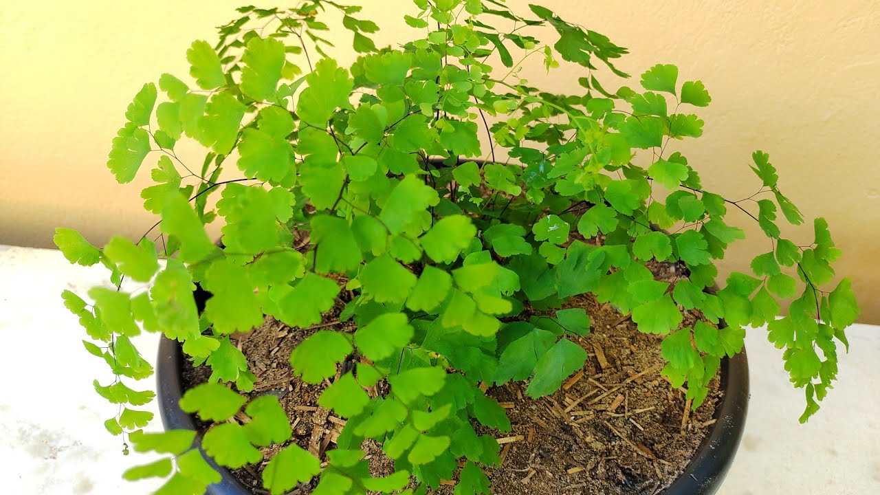 Avenca: como plantar e cuidar