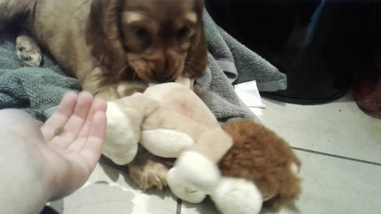 Puppytube ep 2 play time
