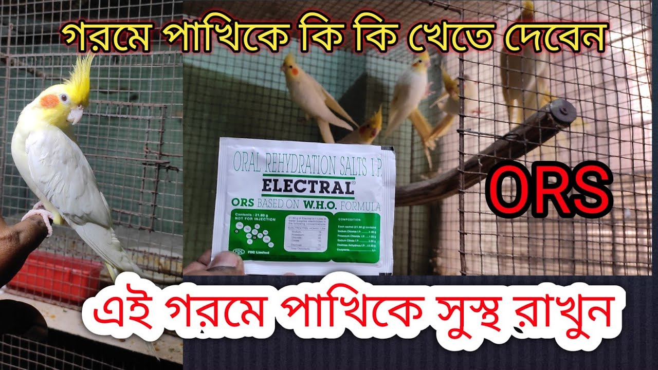 summer season birds care and treatment/ গরমে আপনার পাখি দের কি কি খেতে দেবেন ??