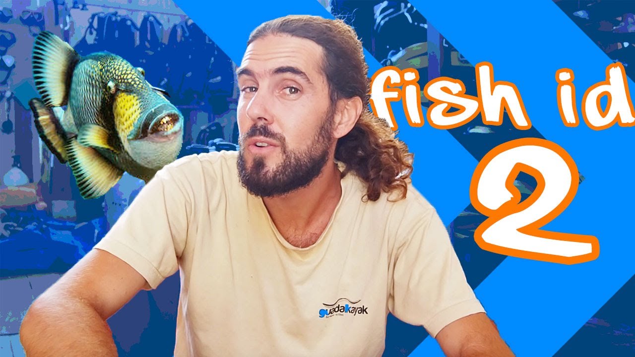 FISH IDENTIFICATION for scuba diving Part 2! 🐠🐟🐡🌊