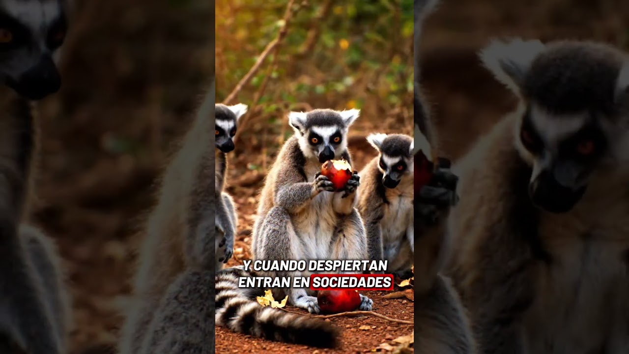 Conoces a este maravilloso animal 