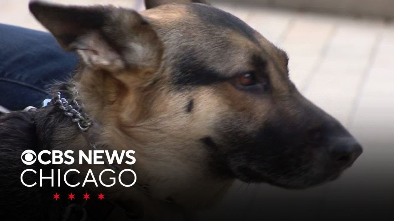Dogs shocked by metal strip outside River North apartments
