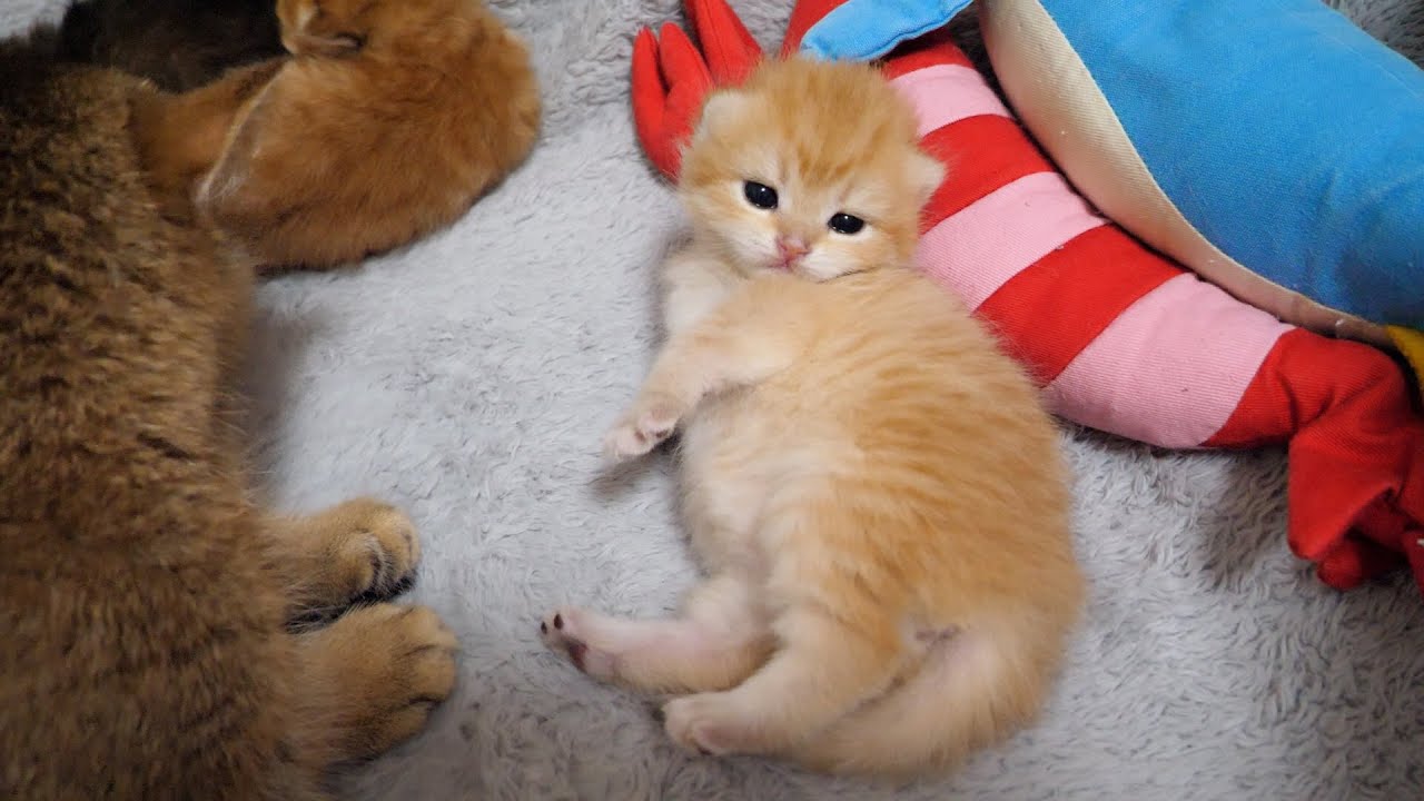 The mother cat's reaction when you touch her kitten that just finished grooming is so cute...