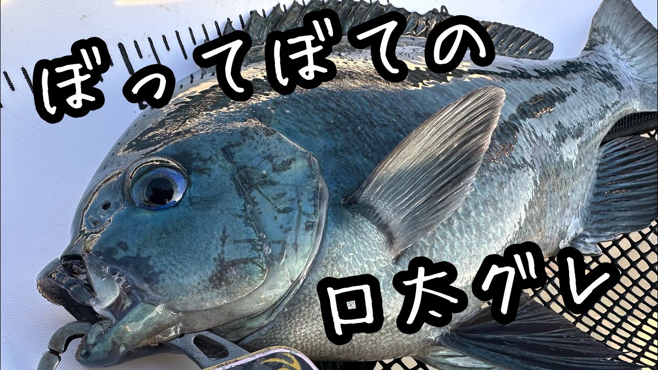 早春の荒喰いグレを求めて‼️『紀伊有田-ジノオオシマ』