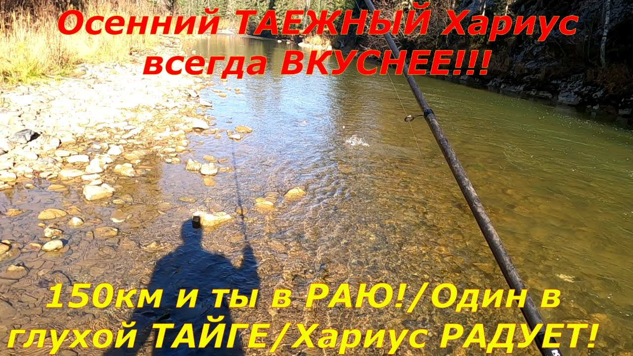 Осеняя ТАЕЖНАЯ Рыбалка на ХАРИУСА/Давно я СТОЛЬКО не ЛОВИЛ!Нашел заброшенный ТРЕЛЕВОЧНИК тдт-55