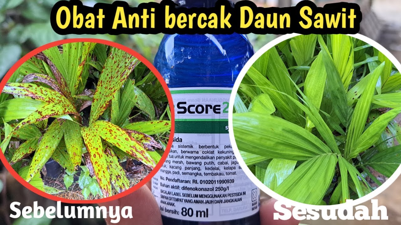 Obat Anti bercak Daun Sawit yang di sebabkan oleh Jamur
