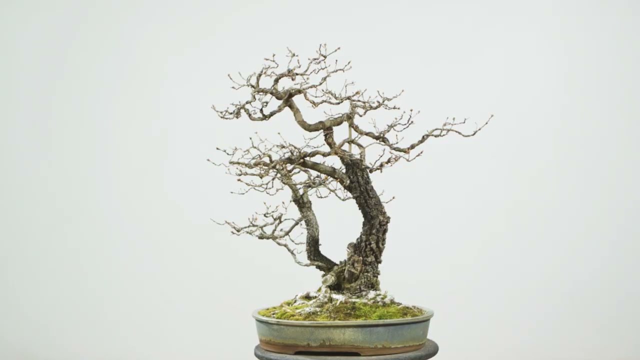 Mount Tabor Oak Transformation