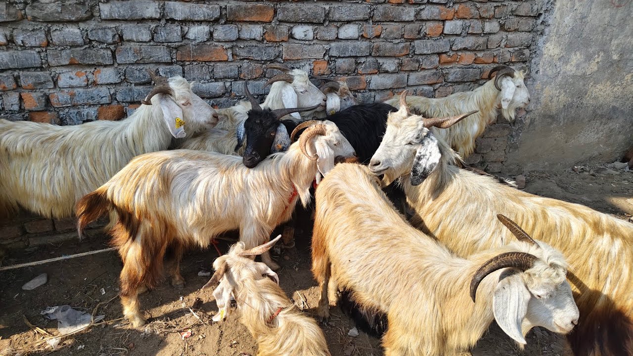 20.1.26 aj ki bakra mandi ki video..