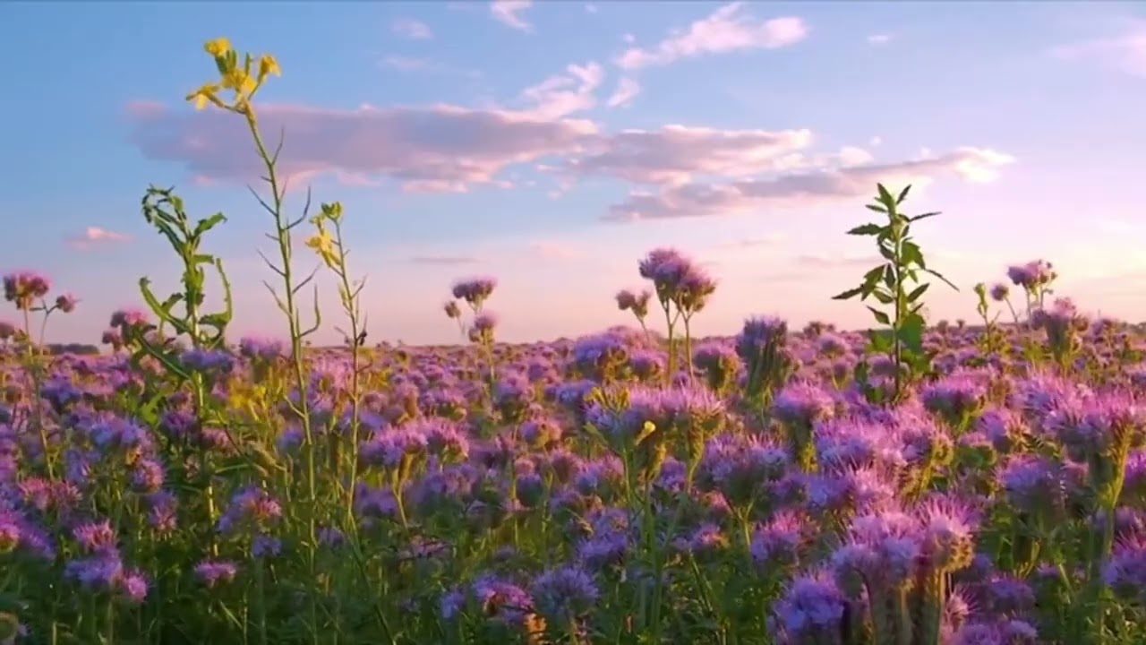 Two Voices in the Morning (Official Song) A Song About Quiet Love