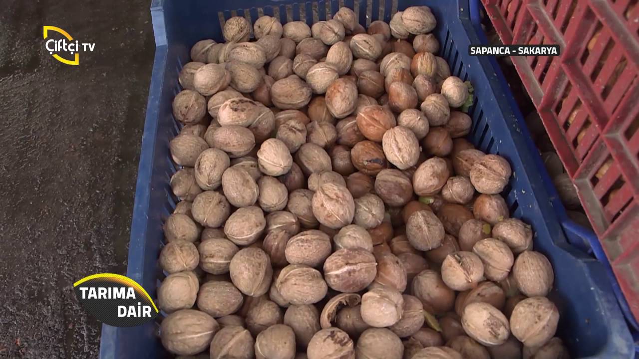 Tarıma Dair-Ceviz Hasadı