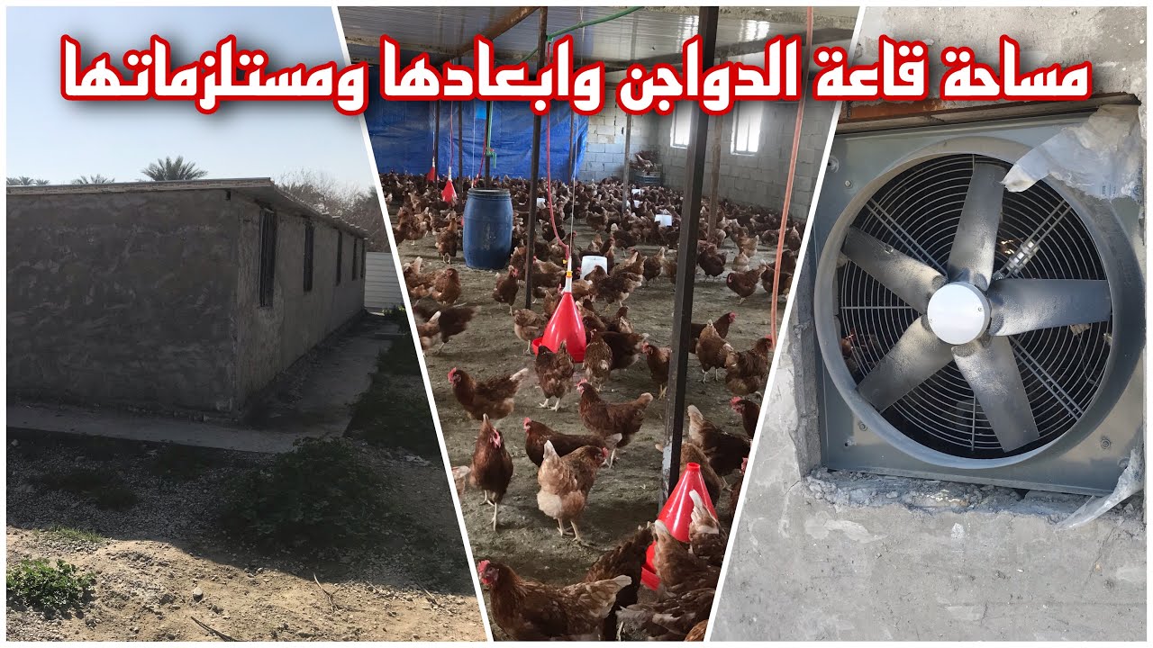 تصميم قاعة الدواجن وابعادها ومستلزماتها