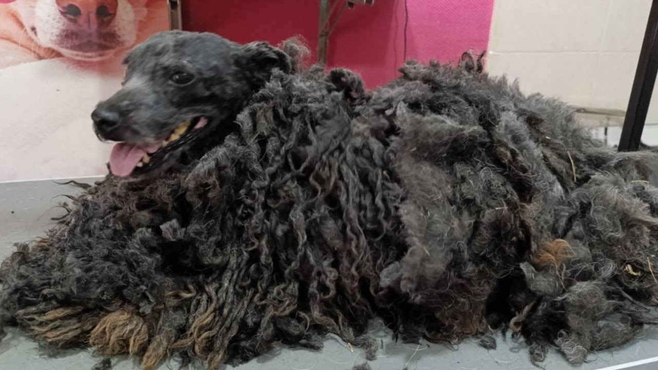 Incredible Transformation: Grooming a Neglected Puli | How Care and Love Can Change Everything ASMR