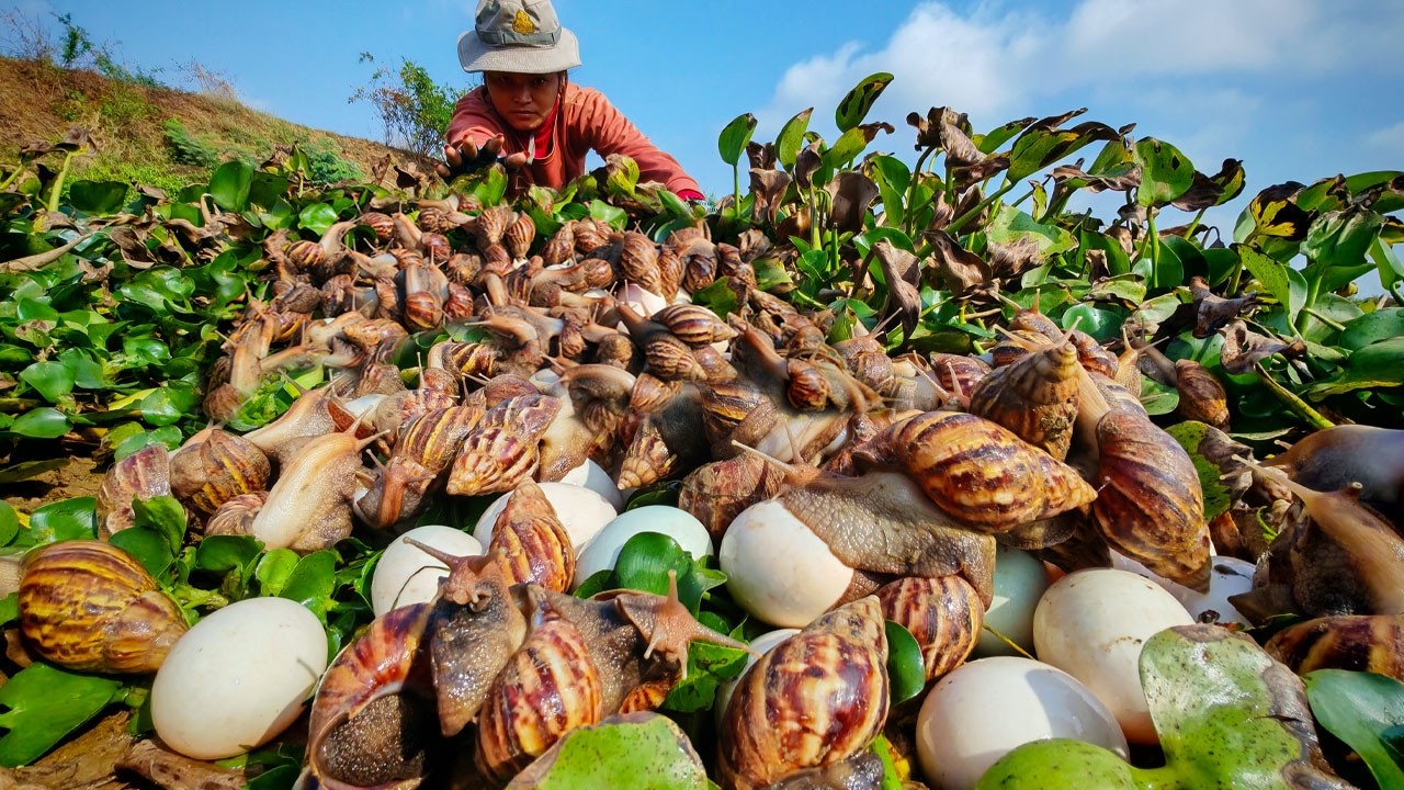Finding Thousands of Giant Snails & Egg in the Dry river