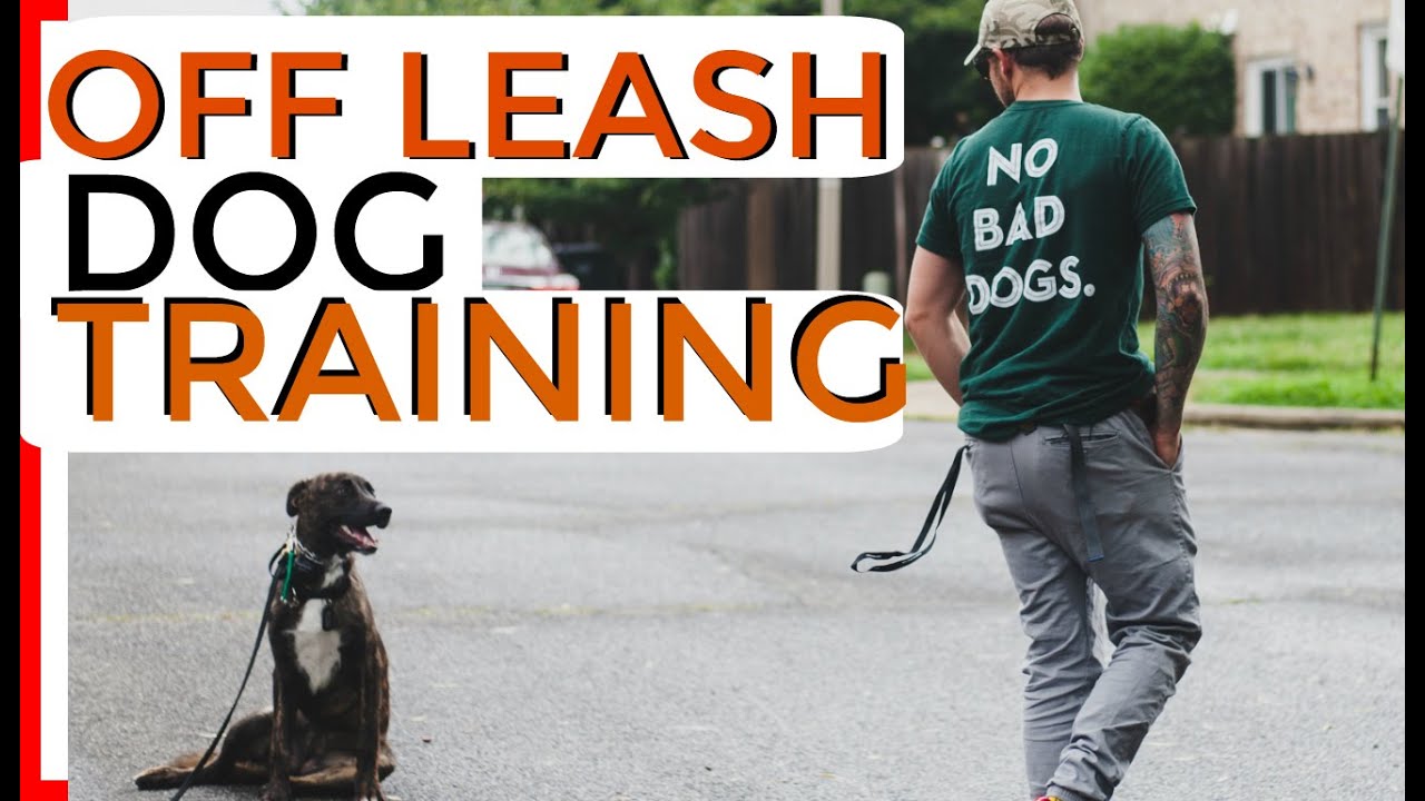 E Collar Recall Training - Learn exactly how to use the E Collar safely
