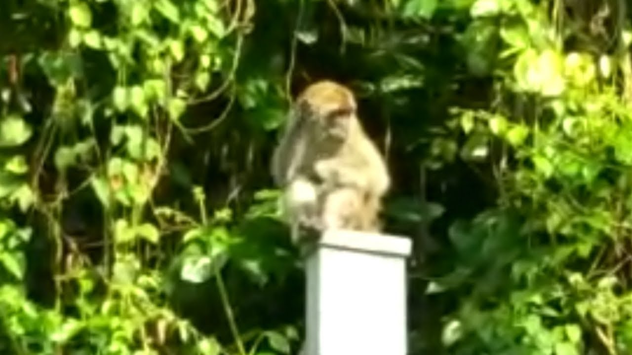 Short Vlog with Monkeys /Jogging Park in TTDI, Kuala Lumpur.
