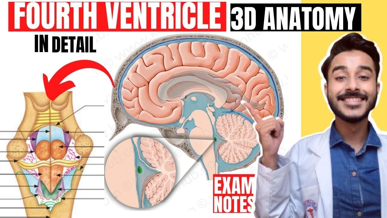 fourth ventricle anatomy 3d | floor of fourth ventricle of brain anatomy