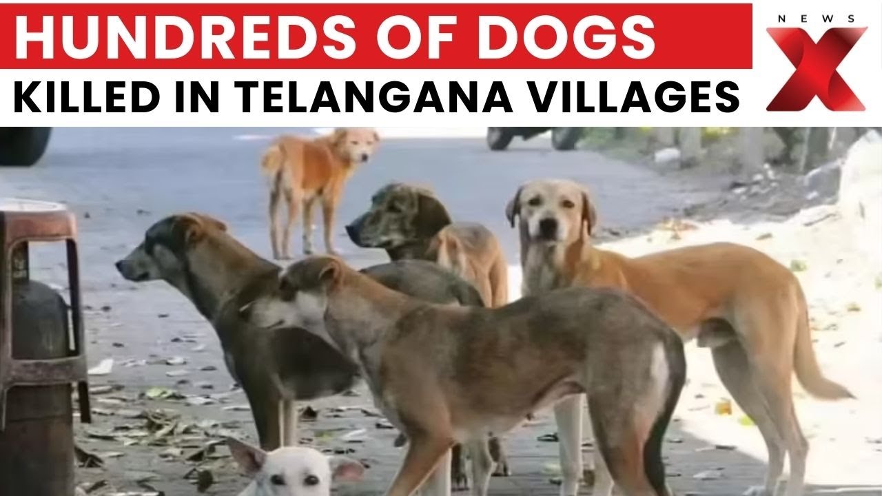 Telangana Shock: 500 Stray Dogs Killed, Panchayat Involvement Suspected | NewsX
