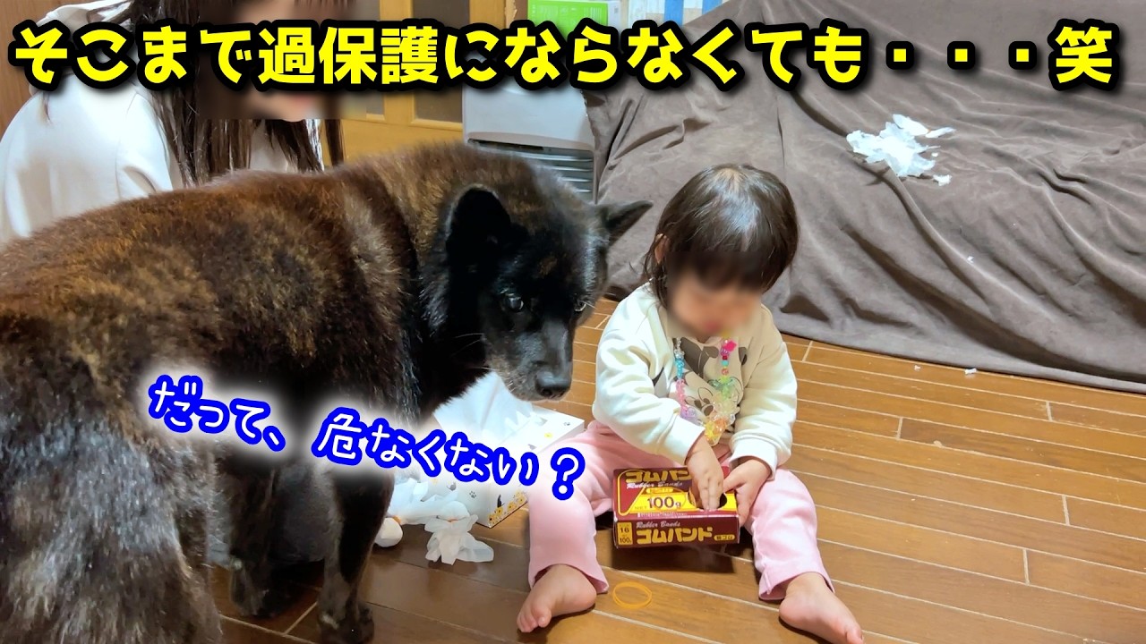 叩かれ、キレられても、赤ちゃんを守ろうとする甲斐犬一休さん【子守り犬】