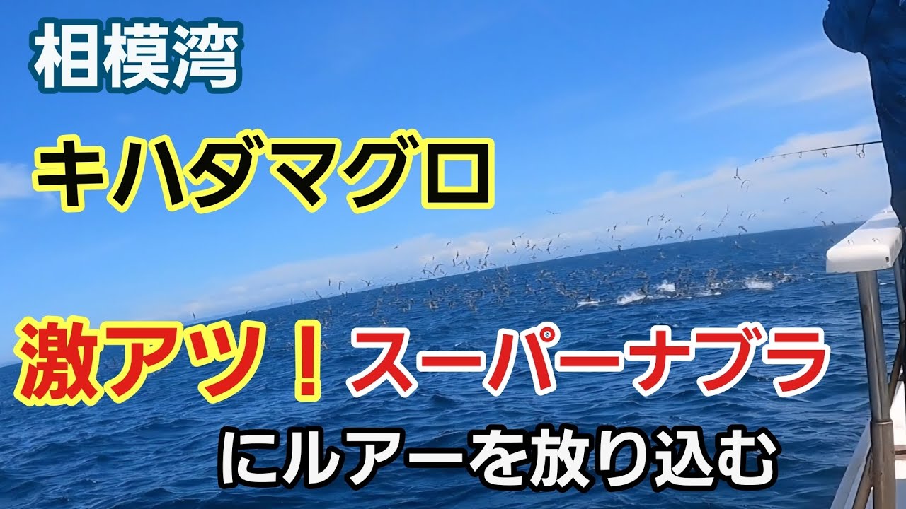 相模湾キハダマグロ キャスティングルアー 大磯 邦丸 乗合2025年7月