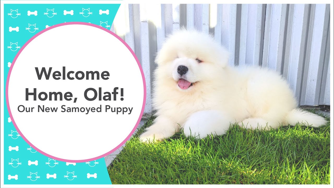 Welcome Home, Olaf: Meet Our New 9 Week Old Samoyed Puppy!