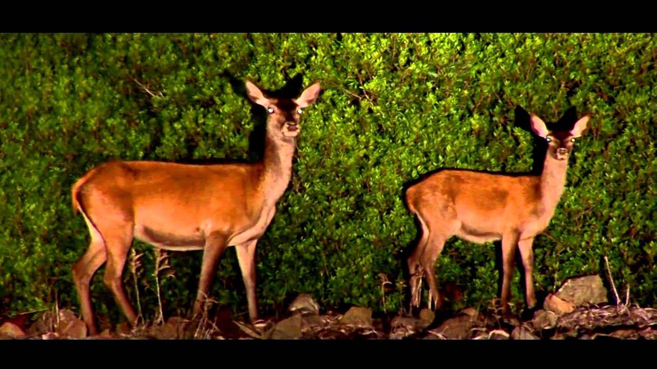 One deer, two islands - ITALIANO