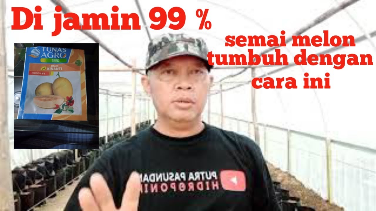 cara semai melon supaya tumbuh maximal.