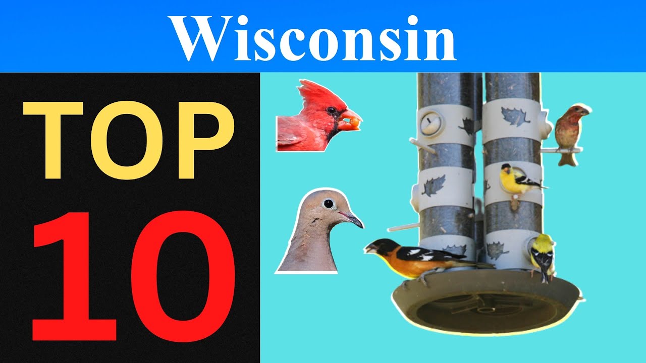 Top 10 Feeder Birds of Wisconsin [Brief]
