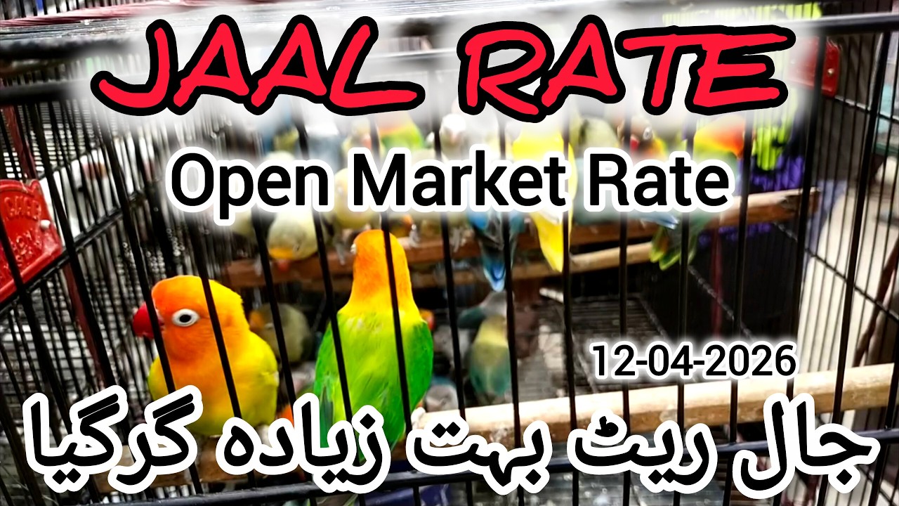 Jaal Rate 12-04-2026 | Birds Prices in Pakistan | Lalukhet Birds Market | Cheapest Birds Market