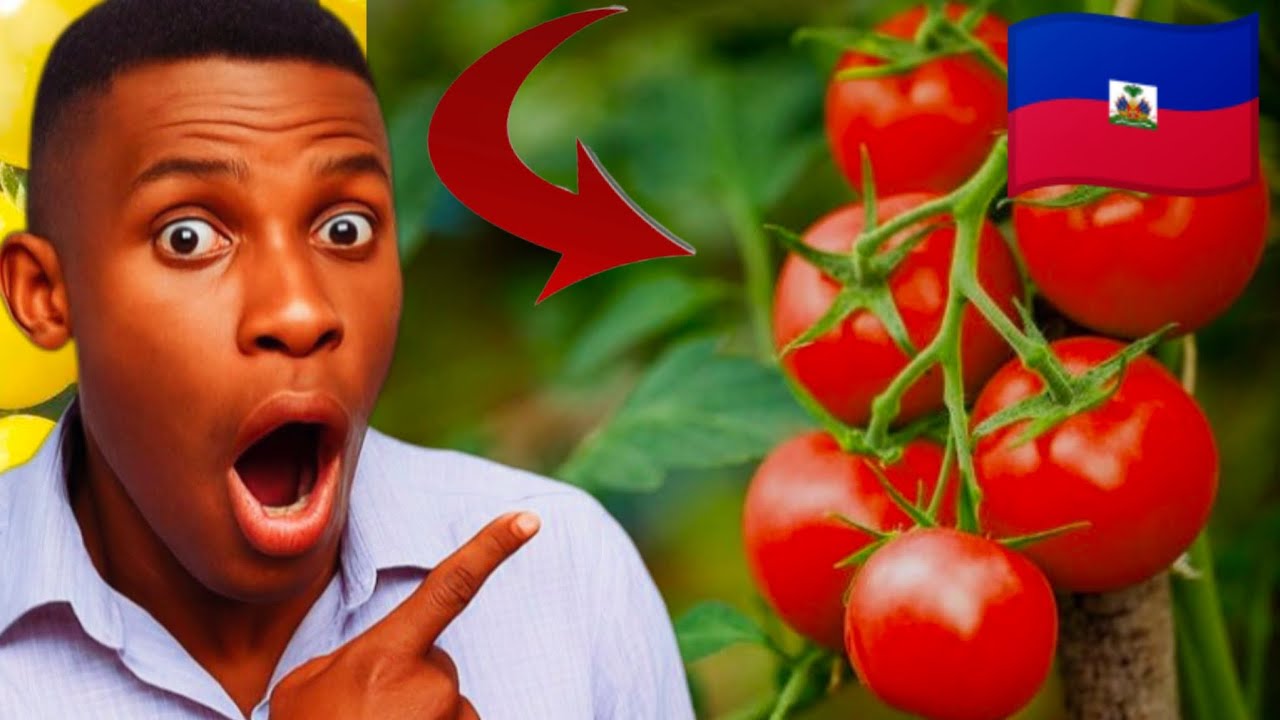Lèw reve tomat 🍅 me kisa rèv sa vledi 💯 me tout sinifikasyon li genyen 💯🇭🇹