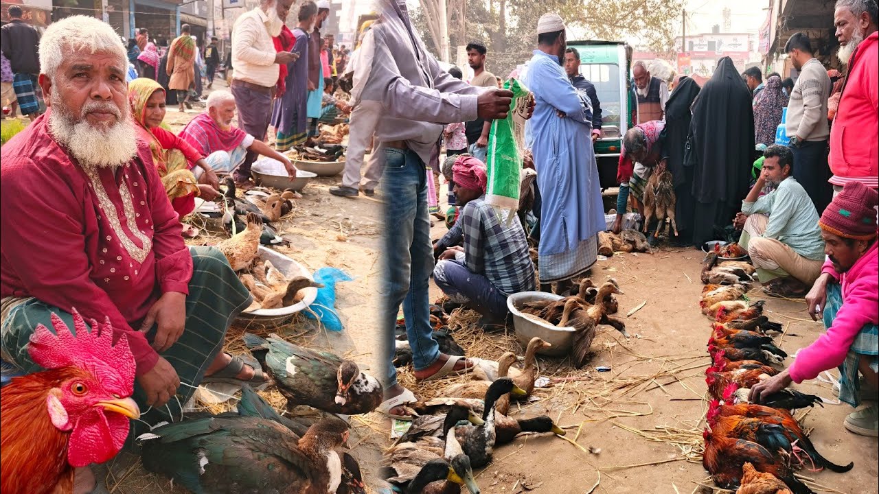 ঢাকার গ্রামীণ হাঁস-মুরগির হাট হঠাৎ বেড়ে গেল দাম Rural Chicken & Duck Market | Rezaul's Dream Vlogs