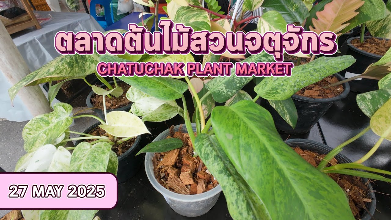 ตลาดต้นไม้สวนจตุจักร CHATUCHAK PLANT MARKET | 27/05/2568