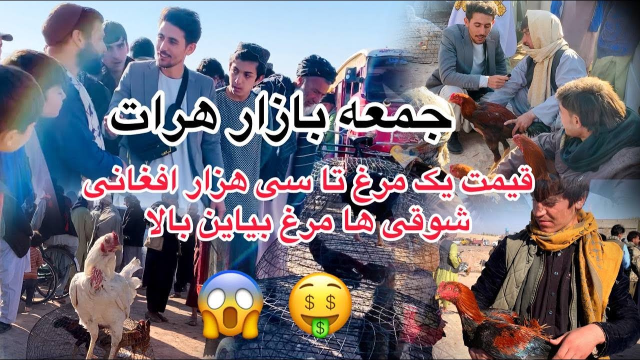 جمعه بازار هرات گزارش ازمرغ فروشان وشوقی ها مرغ#افغانستان
