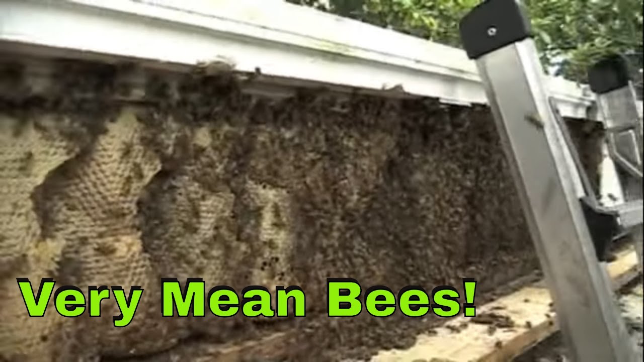 Angry Bees Get A New Queen!