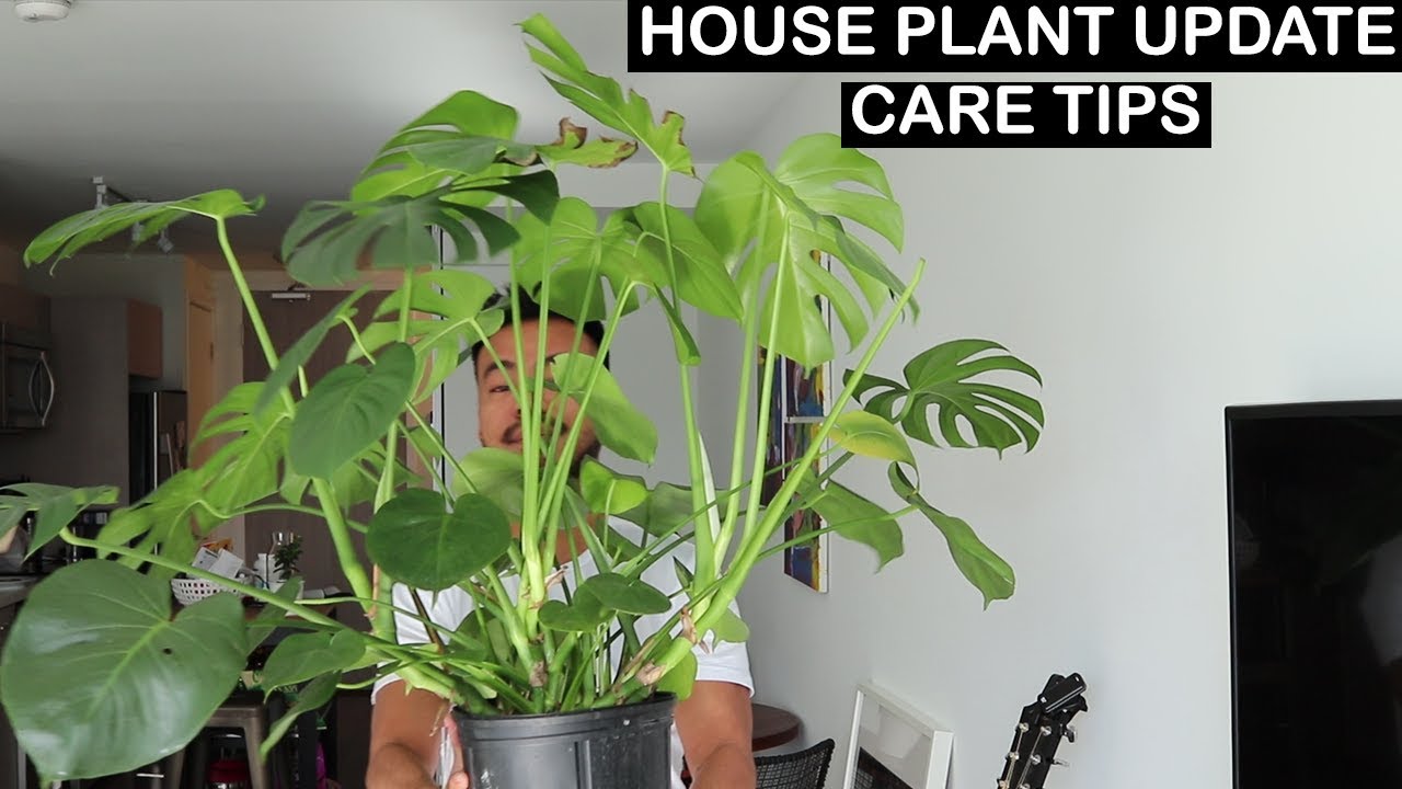 HOUSEPLANT UPDATE + CARE TIPS