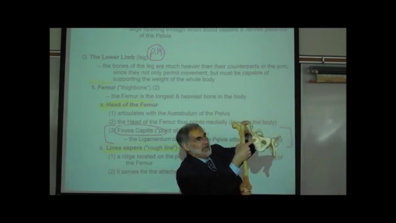 THE LEG BONES & PELVIS by professor fink