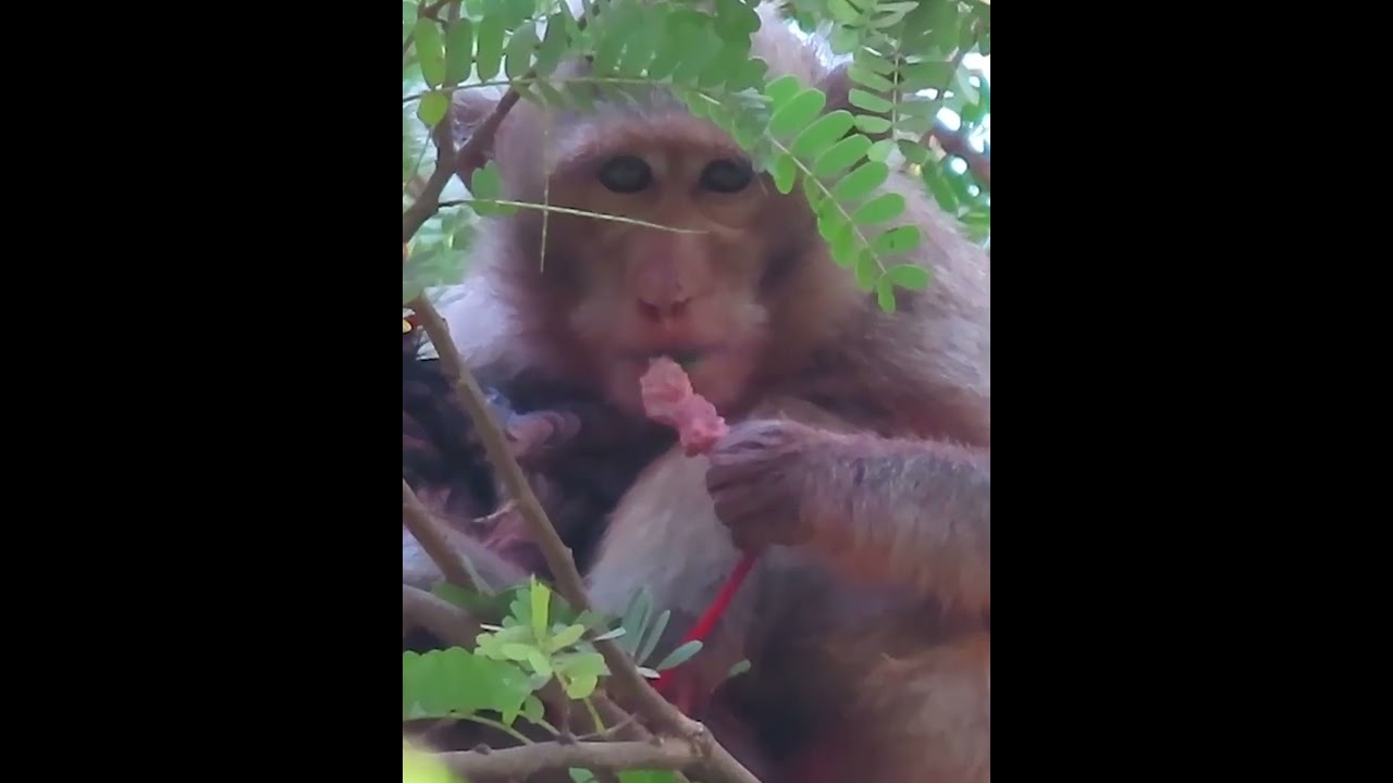 Newborn baby monkey 2026 #2026shorts , 7 #animallife #babymonkeys #monkeysr #animals #babyprimates